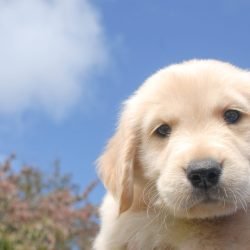 A closeup shot of a cute Golden Retriever puppy curiously looking at the camera with a blurred background