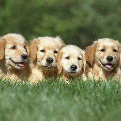A shallow focus shot of a four cute Golden Retriever puppies resting on a grass ground with a blurred background
