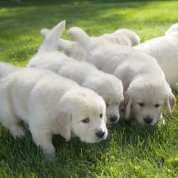 A shallow focus shot of cute Golden Retriever puppies sniffing on the ground with a blurred background