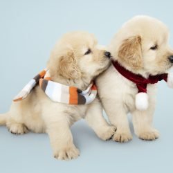 Two Golden Retriever puppies wearing scarves